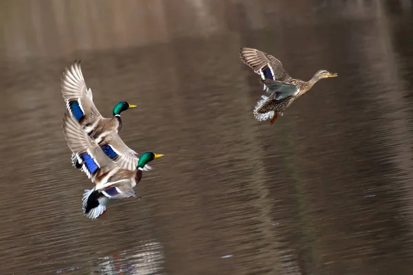 Voando Drake Mallards em Courtship Flight. Patos voam sobre a água — Fotografia de Stock