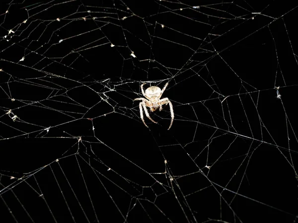 Павук. Макро-природа. Крупним планом садовий павук на натуральному чорному — стокове фото