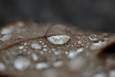 large clean clear drop on a leaf after rain.  clipart