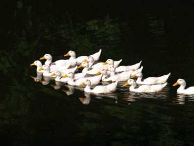 Beyaz birlikte gölde yüzmeye ördekler. Ev çiftlik kavramı
