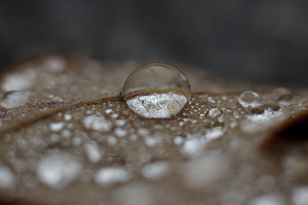 large clean clear drop on a leaf after rain. 