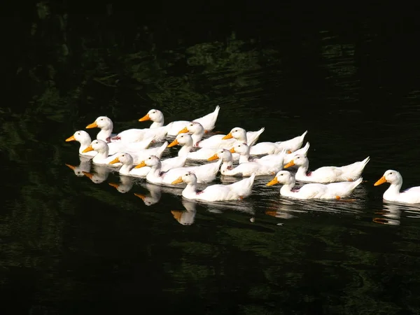 Beyaz birlikte gölde yüzmeye ördekler. Ev çiftlik kavramı
