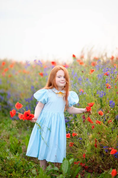 cute child redhead posing near blooming poppy field with red wil