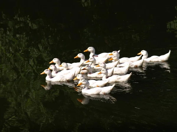 Ein Schwarm einheimischer Vögel schwimmt weiße Enten. Bauernhofkonzeption — Stockfoto