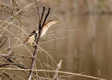 Marsh ortamlarında bayağı Balaban (Ixobrychus exilis)