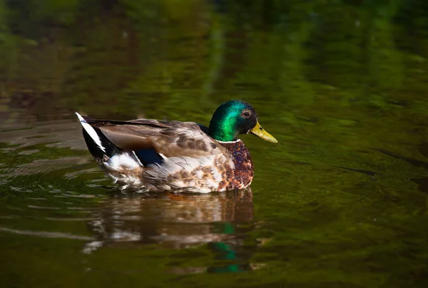 Birds and animals in wildlife. Incroyable canard colvert nage dans lak — Photo