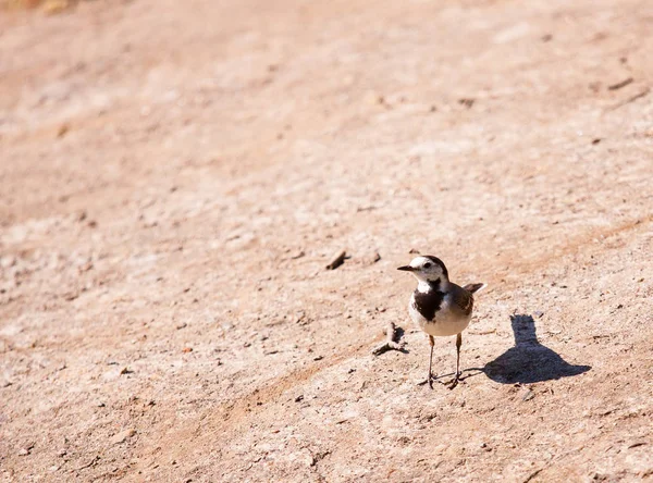 White Wagtail or Motacilla Alba in nature — Stock Photo, Image