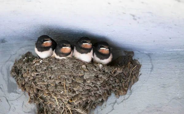 Birds and animals in wildlife. swallow's Nest with Baby Barn Swa — Stock Photo, Image