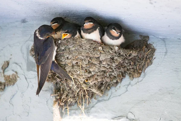 Birds and animals in wildlife. The swallow feeds the baby birds — Stock Photo, Image