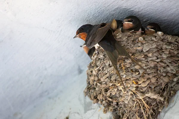 Birds and animals in wildlife. Swallow mom feeding young baby bi — Stock Photo, Image