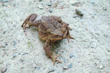 Bir çakıl yol yürüyüş büyük bir eski kurbağa
