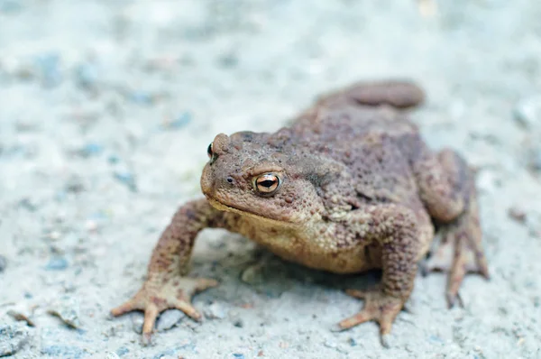 Sapo terrestre. Un sapo viejo y grande caminando sobre un camino de grava — Foto de Stock