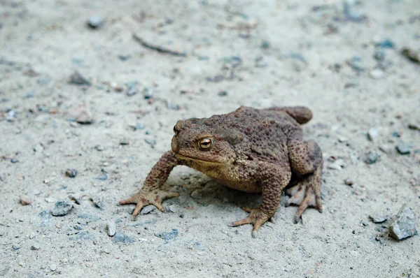 Grande sapo velho rastejar no chão — Fotografia de Stock