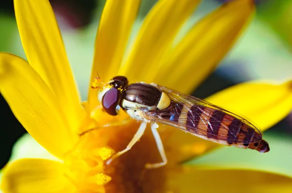 Mosca de insectos o una abeja en una flor — Foto de Stock