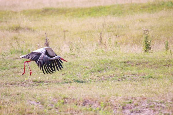 White stork gains altitude in fly — Stock Photo, Image