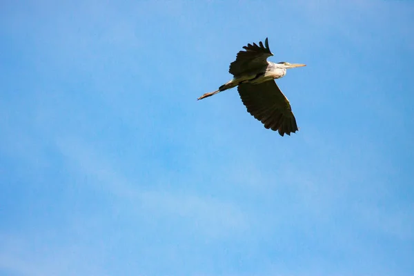 Portrait of grey heron (Ardea cinerea) in flight — Stock Photo, Image