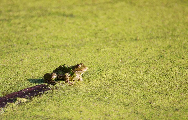 Rana en el pantano — Foto de Stock