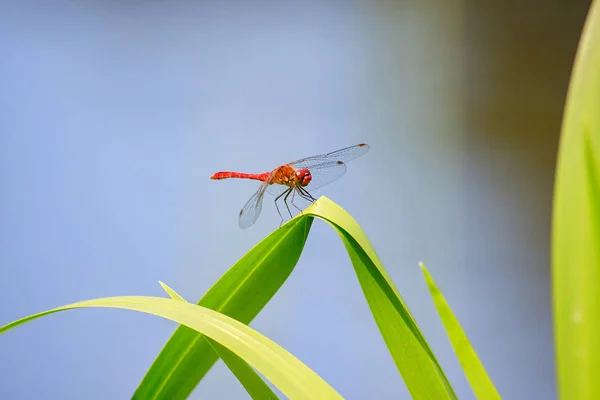 Rote Libelle auf blauem Grund — Stockfoto