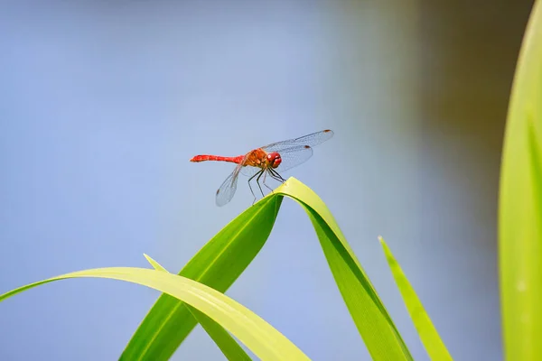 Libélula vermelha em azul — Fotografia de Stock