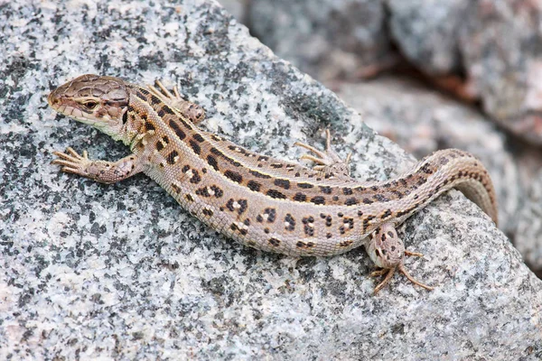 Eidechse Gecko Reptil Schlüsselbrett Garderobenhaken Metall Geschenk Deko TOP