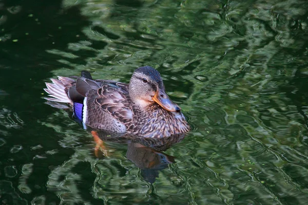 Kachna na vodě — Stock fotografie