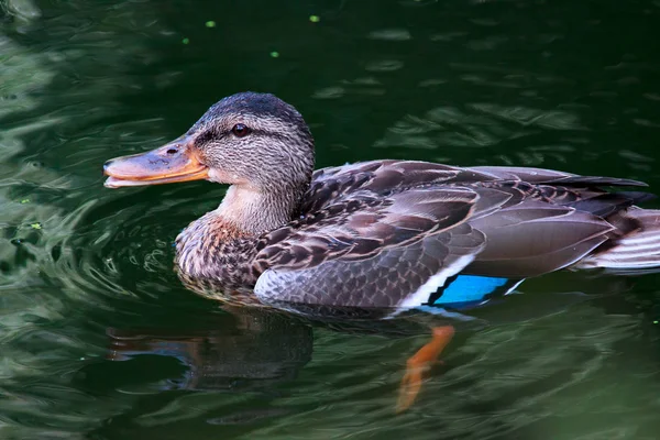 Canard colvert femelle — Photo