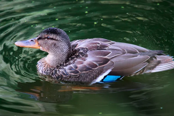 Самка кряквы утки (Anas platyrhynchos) крупным планом. Водяные птицы — стоковое фото