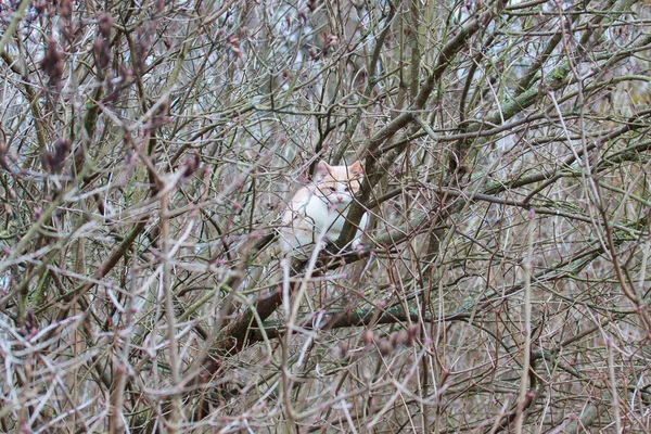 Kitten High Tree Branch Hunting Cat — Stock Photo, Image