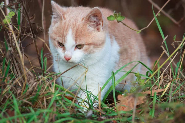 Malá Kočka Lov Jarní Trávy — Stock fotografie