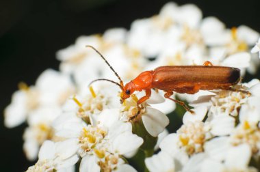 Bir çiçek bahar zamanında beetle. B polen toplama böcek