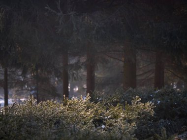 çam ağaçları ve dalları üzerinde ışık ışınları