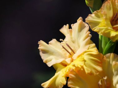 Sarı zambak çiçekler