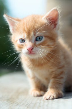Evsiz zencefil yavru kedi. Turuncu kedicik aç