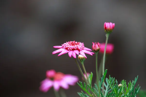 Les parterres de fleurs roses . — Photo