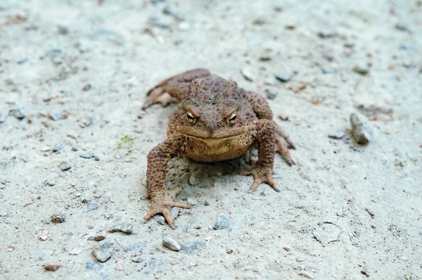 O sapo da terra andando — Fotografia de Stock