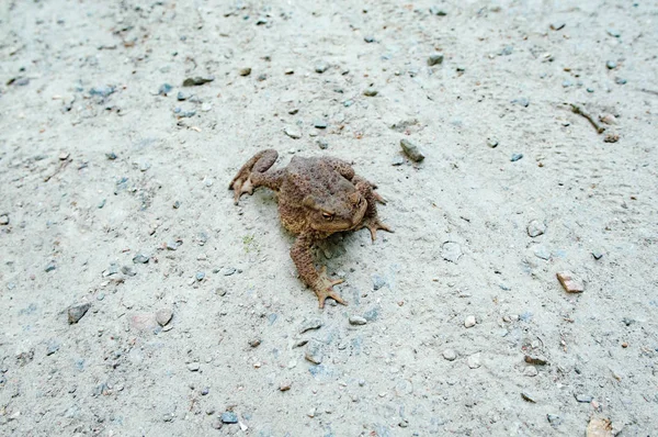 Old big toad on the track — Stock Photo, Image