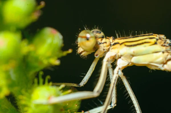 Fotografia de perto libélula. Comer inseto — Fotografia de Stock