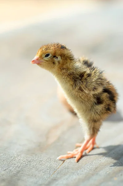 Drôle petit domestique poussin — Photo