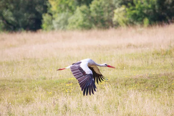 Cigogne blanche (Ciconia ciconia) en vol au-dessus du pré — Photo