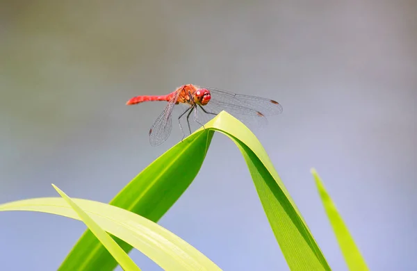Las libélulas rojas descansando — Foto de Stock
