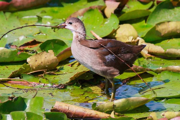 Young wild moorhen duck walking on water lilies with a sprig of — Stock Photo, Image