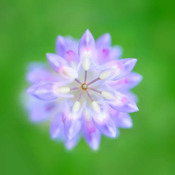 Les fleurs de lupin pourpre — Photo