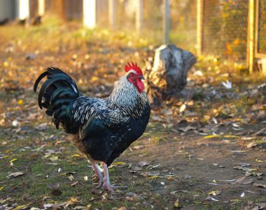 Siyah ve beyaz çubuğu ile güzel plymouth rock tavuk horoz