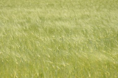 Buğday arpa yeşil alan 