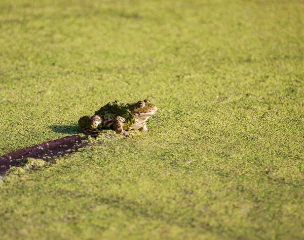 Una rana en el pantano con hierba verde — Foto de Stock