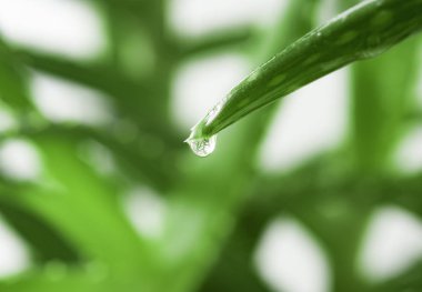 Aloe Vera suyu damla ile yakın çekim