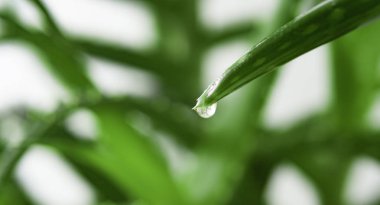 Aloe vera yaprağı özü 