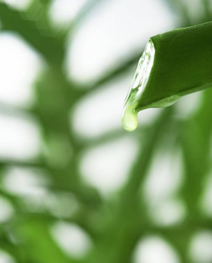  Aloe vera bitki yaprak suyu damlacık ile