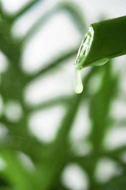 Aloe Vera suyu damlacık yakın çekim ile