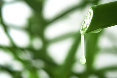 Taze aloe yaprak suyu ile yakın çekim